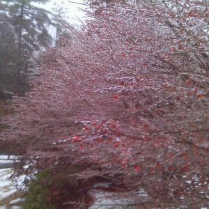 Icy bushes