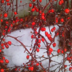 Frozen red berry things