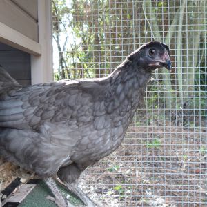 Olive egger named grey