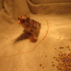 we are very unsre what breed this is and wether or not its a boy or girl.. but this is our only hatchling from our batch