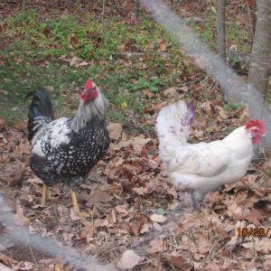 i think this rooster is a silver laced wandotte ( sp )????