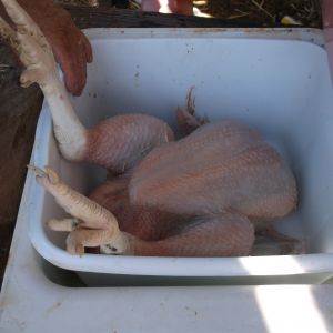 rinsing after plucking.