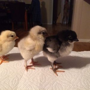 The little chickies all in a row.
