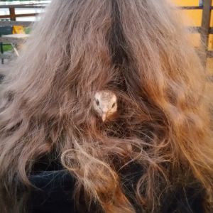 Our Easter Egger chick Gertrude McFuzz, decided roosting in my daughter's hair would be better than the coop.
