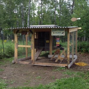 Original 2014 coop made out of kids' old fort. Sits vacant now with long grass all over the place.