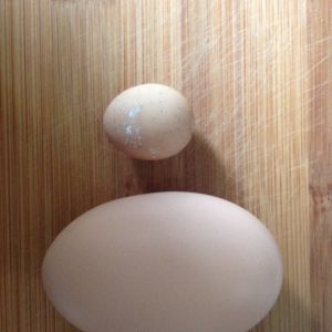 Tiny egg weighing less than 10 grams laid yesterday, next to jumbo egg 70grams laid today.