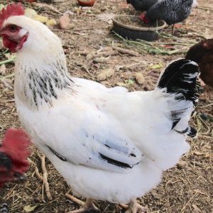 We have 5 delaware hens.....hard to always tell them apart.