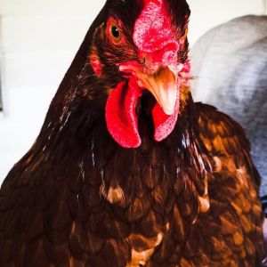 This is Rosemary (Rosie), the queen bee of my little flock