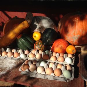 Fall 2014 - from the farm