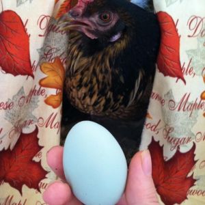 Clara the EE laying in the nest box