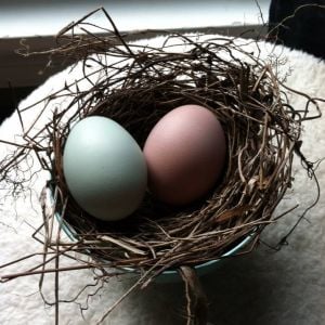 Love our blue-green and pinkish brown eggs