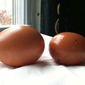 Amelia and Morgaine's eggs