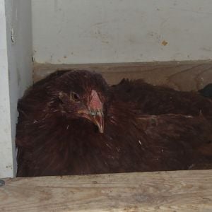 Hershey sitting in a nest box.