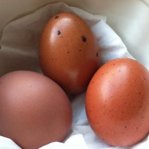 Morgaine the Black Copper Marans, first three eggs
