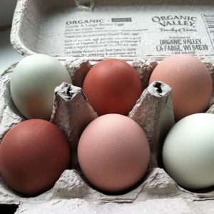 Easter Egger, Marans and Buff Orp eggs