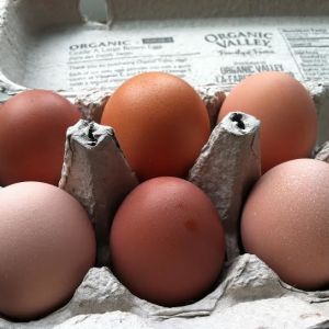 Brown eggs:  Marans, Golden Buff and Buff Orpington