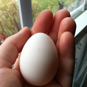 Victoria, the Silver Grey Dorking's, first egg laid November 8th 2014