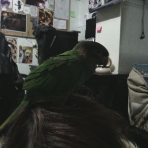 This is Willow, a blue throated Conure, sitting on my sisters head. :')