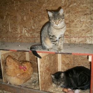 Our cat Tiger likes the nesting boxes.  The hens don't seem to mind. :)