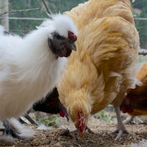 Silkie roo named Pesci in the "Dinner coop"