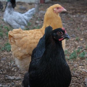 One of my BCMs "Barbara" and a buff "Latifa" waiting for snacks. They have filled out since and started laying.