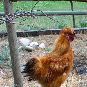 Silkie roo..wish this had been a pullet..I wanted a red =(