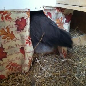 Saturday I found Victoria, our Silver Grey Dorking, in the nest box by the time I got my phone to take pictures the nest box had been taken over by Amelia our star/comet.  She tried to climb back in with her but quickly decided that wasn't comfortable.