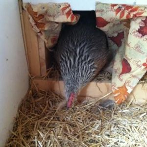 She tried the left nest box and started adding more straw and feathers, pulling the curtains in with her.