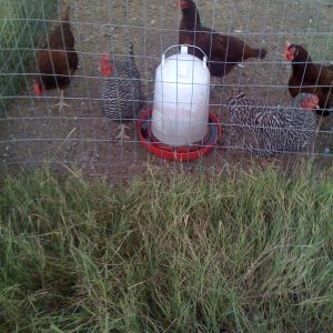 Hens RIR & BR, October 2014