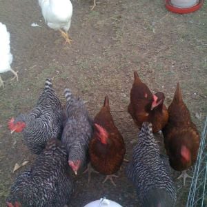 Hens & Rooster, RIR, BR, Leghorn, October 2014
