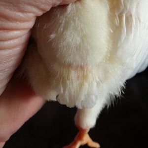 Chick #2