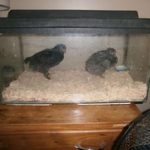 Nugget and Sugar in the "Get Well Tank"