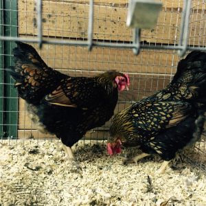 New to the ranch this year! Red Laced Wyandotte.