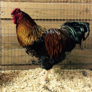 Red Laced Wyandotte cockerel.