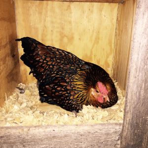 Second egg! The girls are getting settled in their new home.