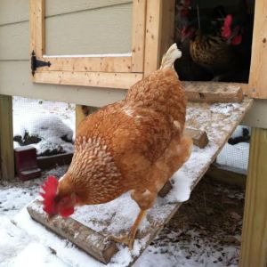 But I want the treats