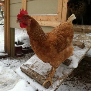 Will you bring them to me?