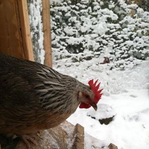 Victoria peeking out