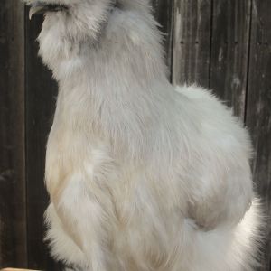 CHINA (PORCEIAN SILKIE