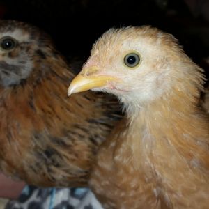 They are starting to look like chickens