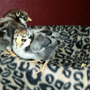 These are my new little girls - Silver laced Wyandottes. Nova and Vega