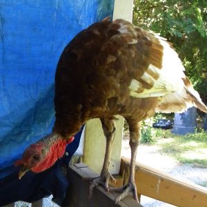 "red" dressed out at 22 lbs...very nice size we will raise more of these smaller turkey's as they are more to our family size