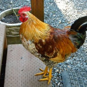 Our gorgeous Mr.Roo he is Americana/Wheaten mix....we think His tail now has long feathers that come down the side..very pretty roo an he gives us big babies :) since this picture he has gained more weight and probably 3 inches taller putting im at probably 14" tall and very broad.