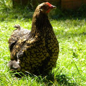 my little cochin bantam..she has gorgeous coloring can't wait to see her babies. she is penned with our Black Bearded silkie
