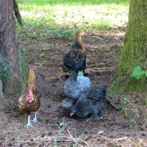 Little Bantam Group....the rooster is currently seeking a new home :)