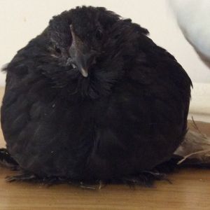 My little Black-booger blob. 8 weeks. Still don't know what she is. The little flappy thingo on the top is different to Pecky's. She's so docile and loving, my little lap chicken that still tries to snuggle under my chin for hugs.