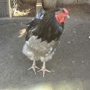 My project EE rooster