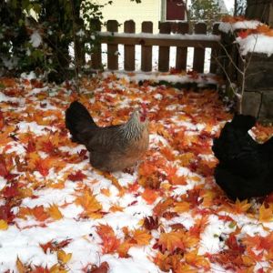 Victoria and Morgaine