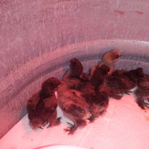 Breeder said chicks were anywhere between 5-7 days old with 1 being between 2-3 weeks old.