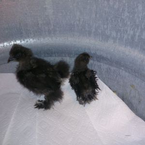 The Black Bearded Silkie on the left was 2-3 weeks old when I received it along with a surprise,  Black Sizzle...